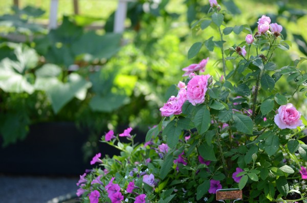 Patio garden: Roses in containers in the foreground and raised veggie bed in background