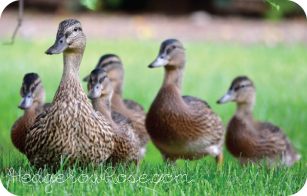 Mallard mamma duck and her ducklings