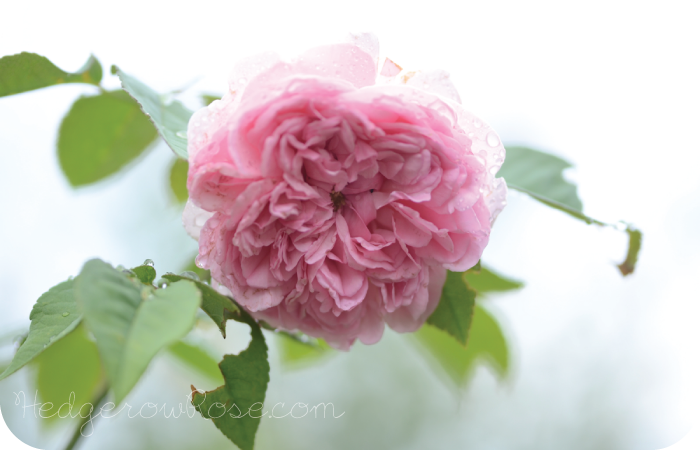 Post image for Growing Madame Ernest Calvat Rose