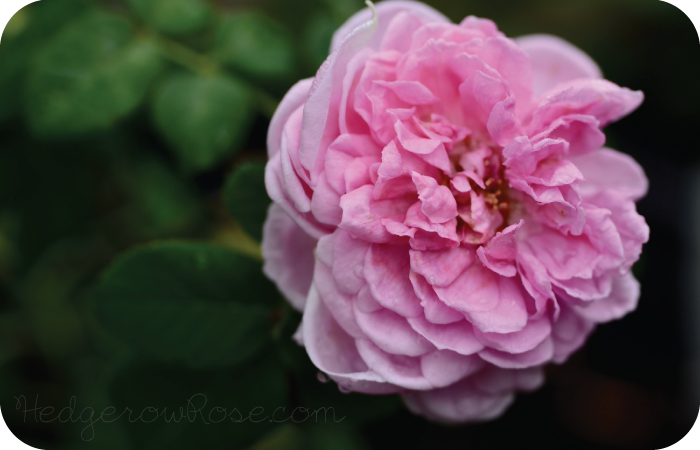Post image for Introducing ‘Comte de Chambord’ Rose