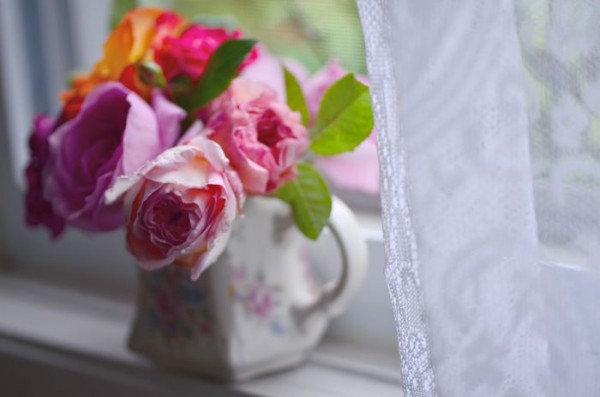 contact hedgerow rose