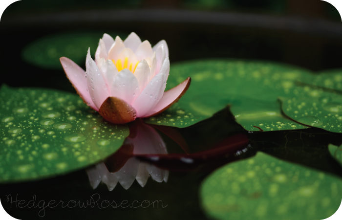 Post image for Growing Waterlilies in Containers