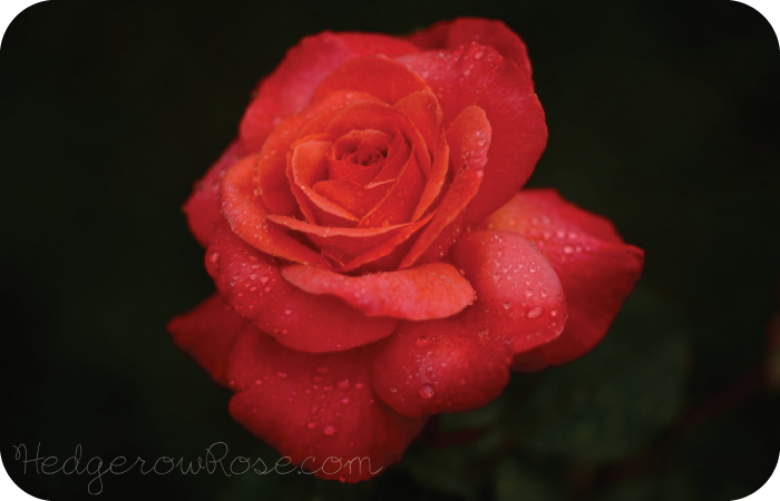 Post image for Growing Sedona Hybrid Tea Rose