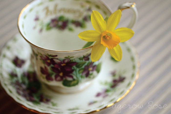 Post image for Tête-à-Tête Daffodils