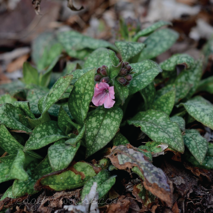 lungwort