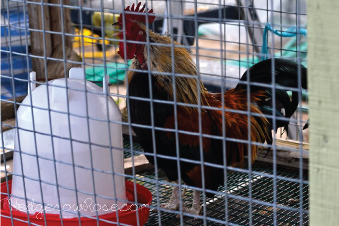 cock-a-doodle-do
