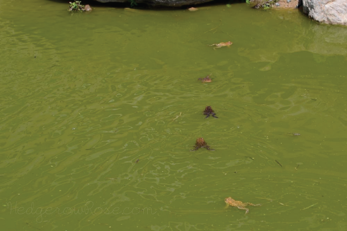 frogs-on-parade