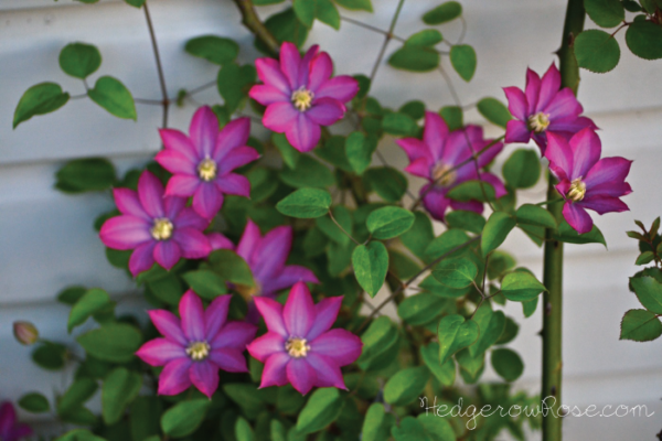 magenta-clematis