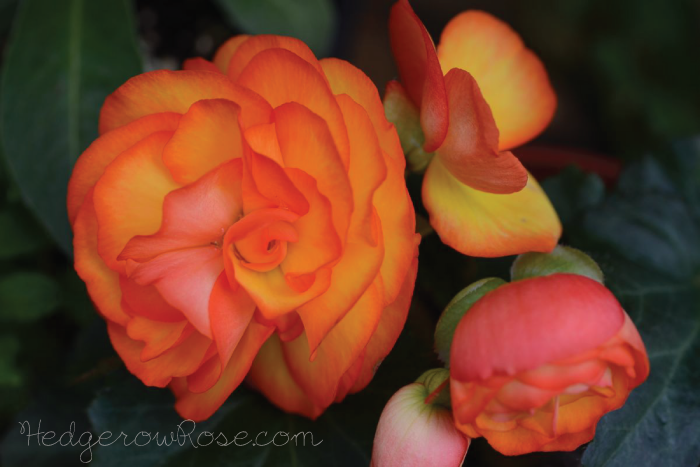 orange-and-yellow-begonias