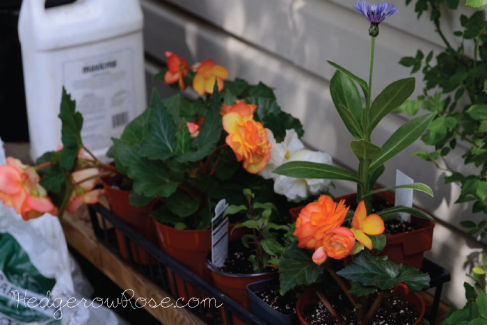 sammis-greenhouse-loot