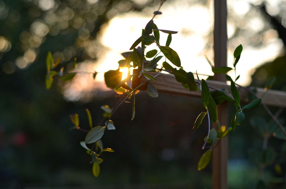 Post image for Sunlight