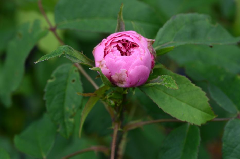 marchesa boccella rose D