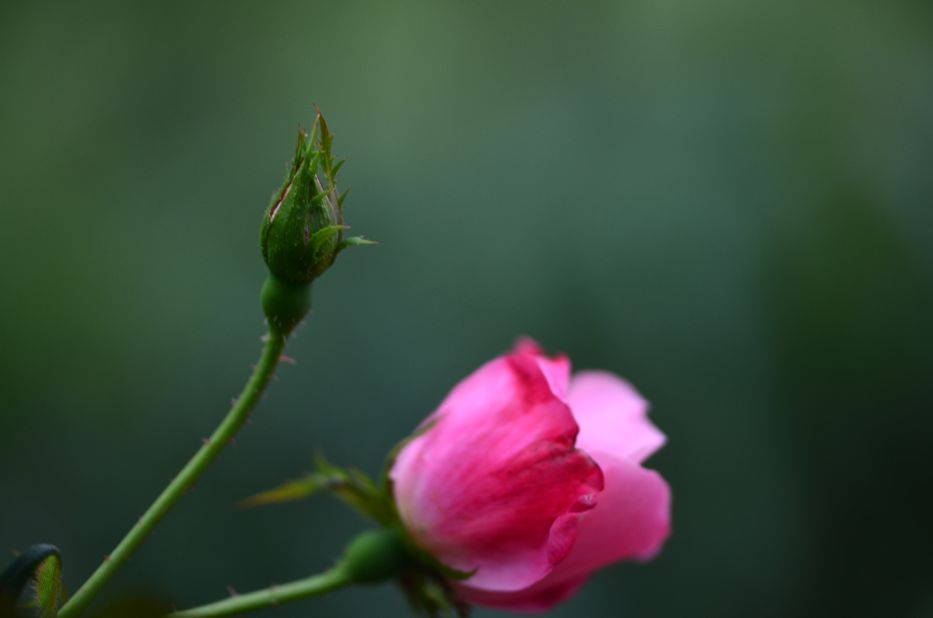 knock out rosebud