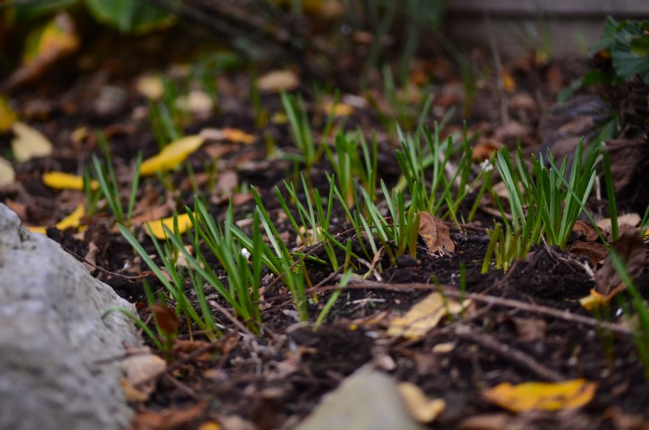 muscari foliage in fall