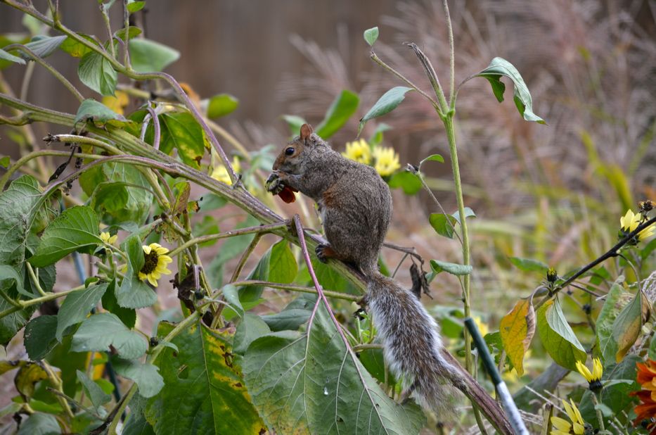 naughty squirrel