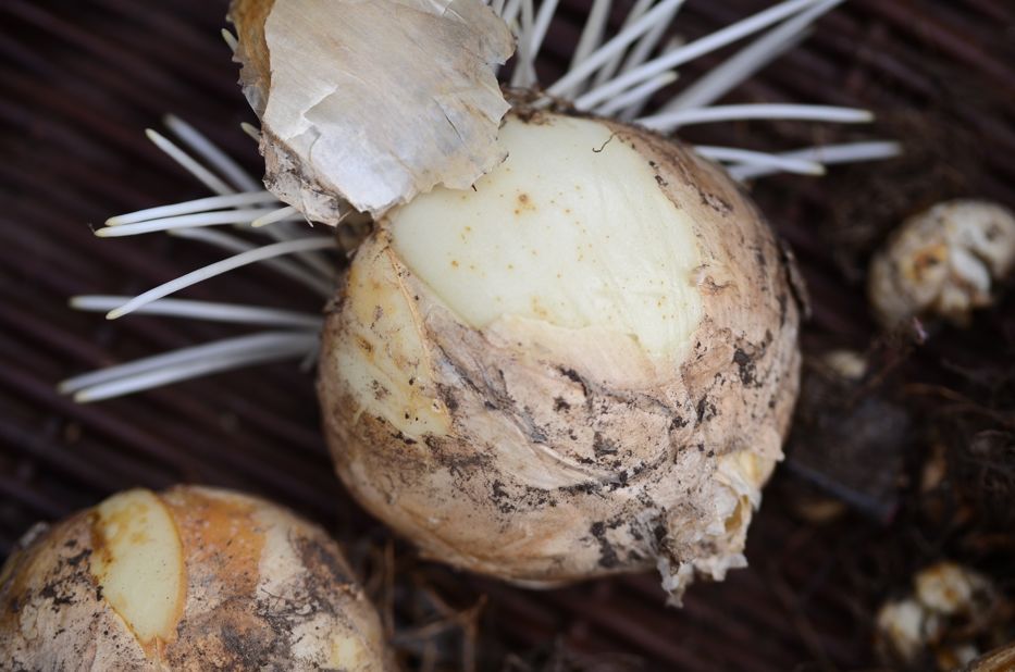 persian fritillary bulbs for fall