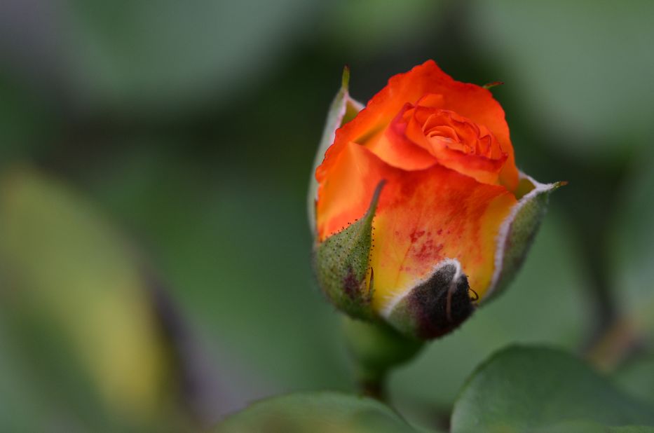 pinata rosebud