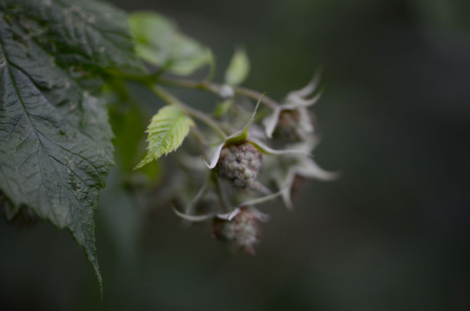 raspberries in fall