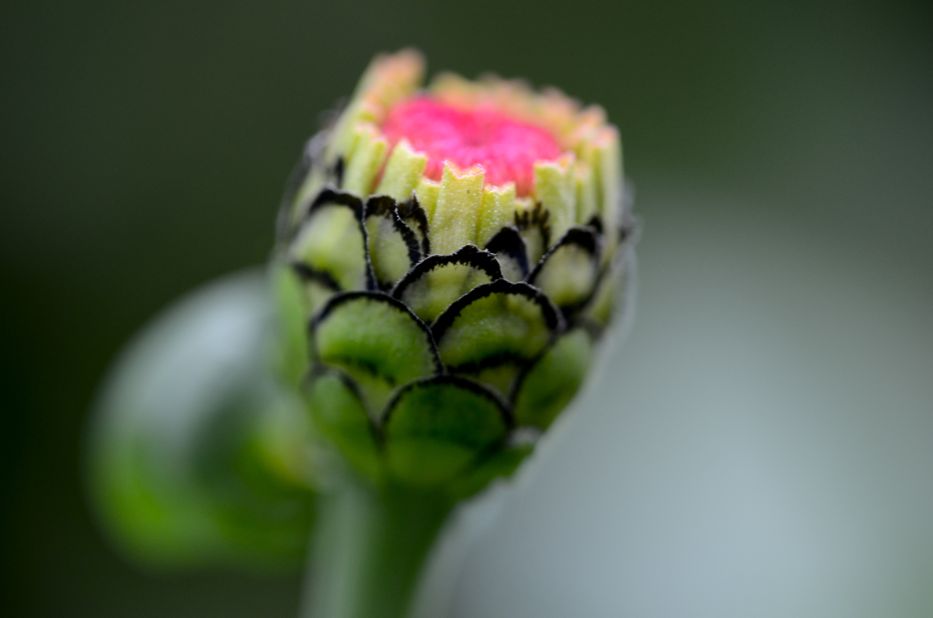 zinnia bud