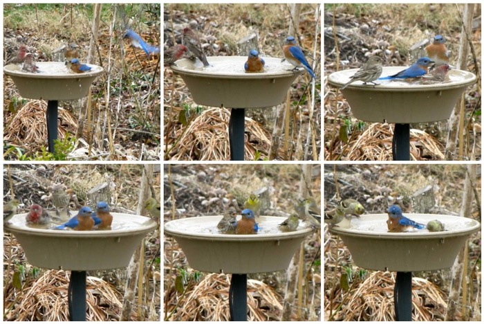 Bluebird Frenzy at the Birdbath