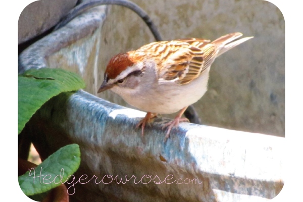 Chipping Sparrow