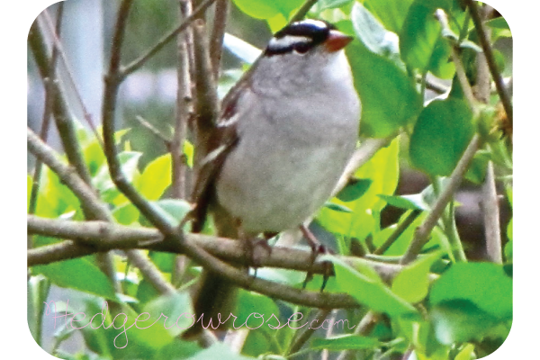 White Crowned Sparrow