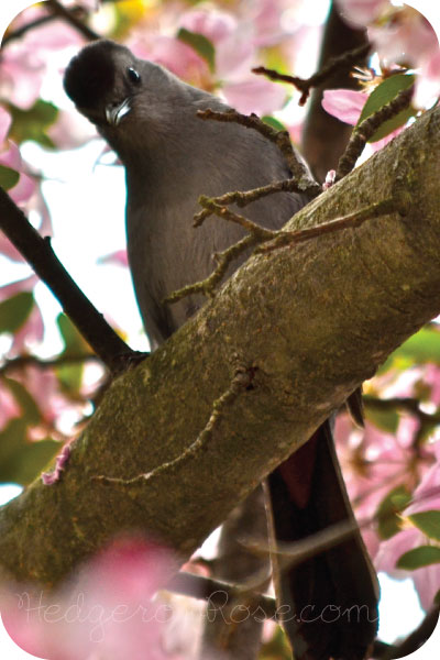 What’s Up Pussy-Cat? Catbirds in the Garden