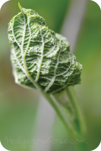 Controlling Hydrangea Leaftier