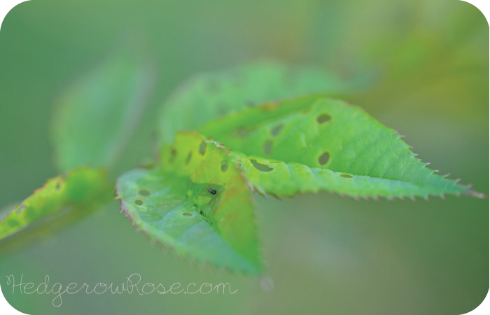 Identifying And Eliminating Sawfly Larvae On Roses