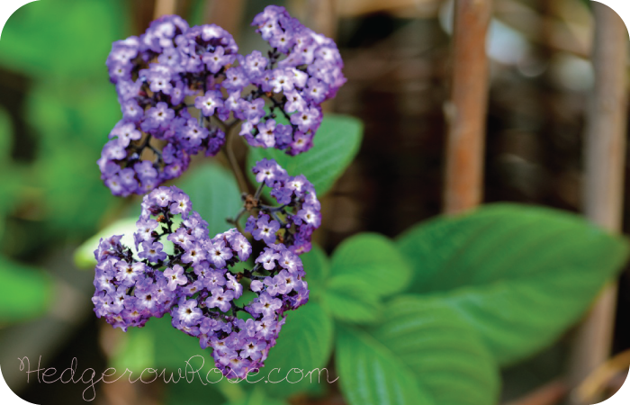 Victorian Flowers: Growing Heliotrope