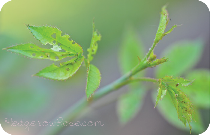 What's Eating My Roses in Spring? — Sawflies - Insect Diagnostic Lab