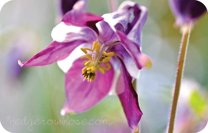 Growing Columbines