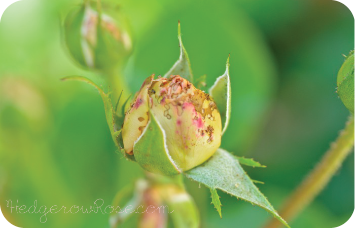 Rose leaves eaten by sawflies – EcoIPM