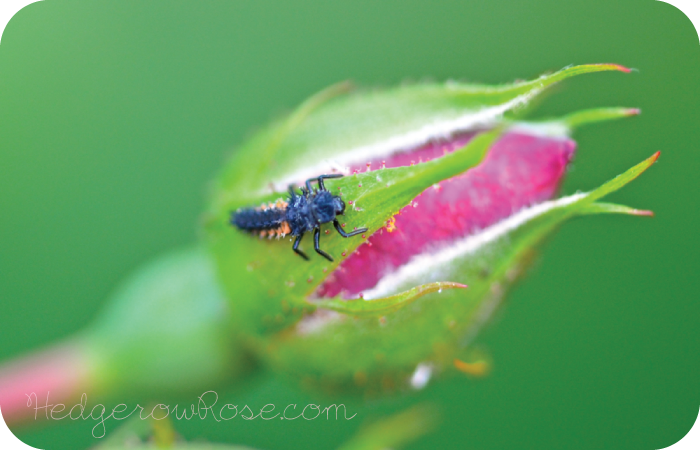 Rose leaves eaten by sawflies – EcoIPM