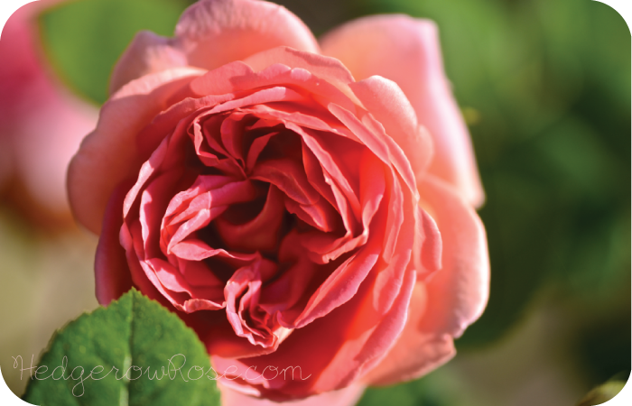 Growing David Austin’s ‘The Endeavour’ Rose