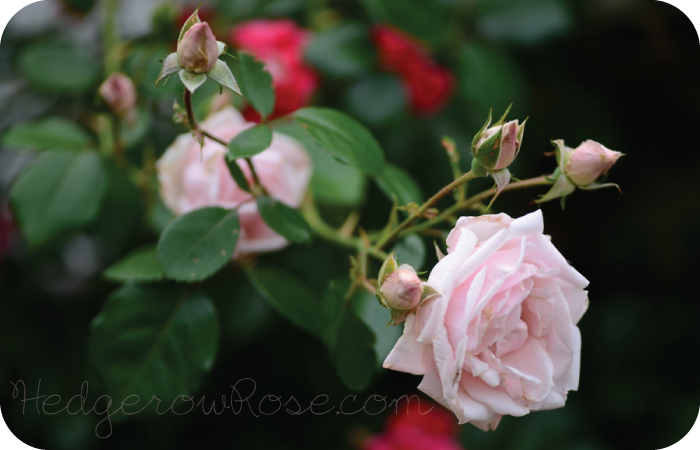 Growing ‘New Dawn’ Climbing Rose