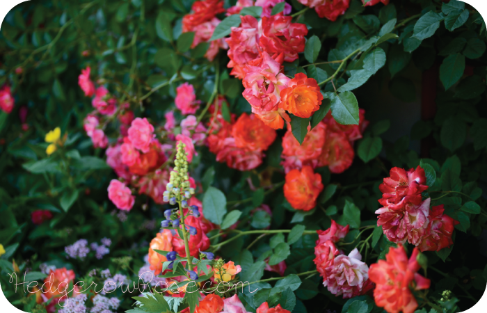 Growing Piñata Climbing Rose