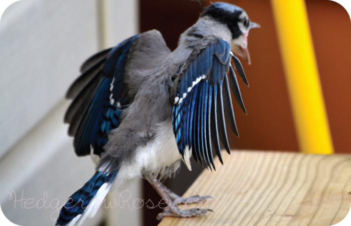 A Blue Jay Fledgling and Parent – Hedgerow Rose®