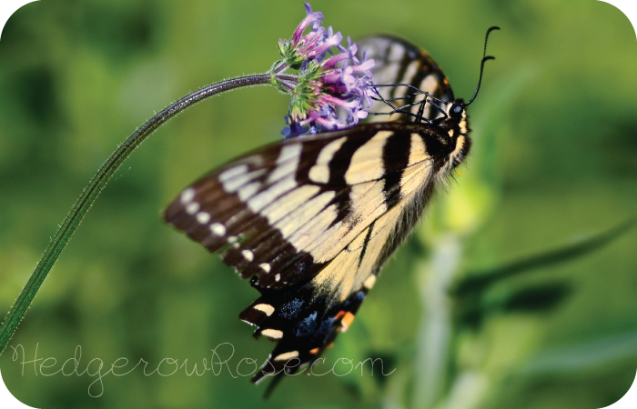 5 Tips for Attracting Pollinators to Your Garden