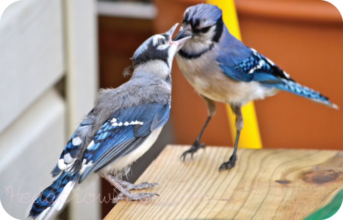 A Blue Jay Fledgling and Parent – Hedgerow Rose®