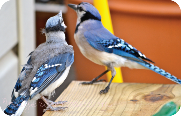 A Blue Jay Fledgling and Parent – Hedgerow Rose®