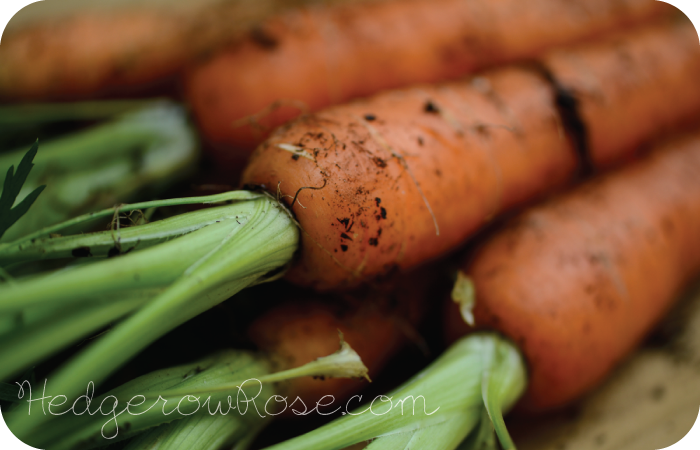 Growing Heirloom Carrots