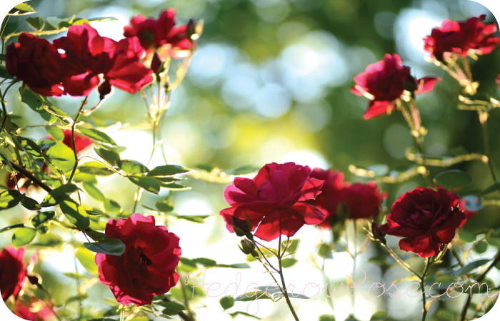 Growing Dr Huey Rose Hedgerow Rose