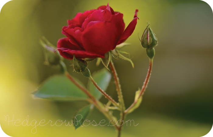 Growing Dr Huey Rose Hedgerow Rose