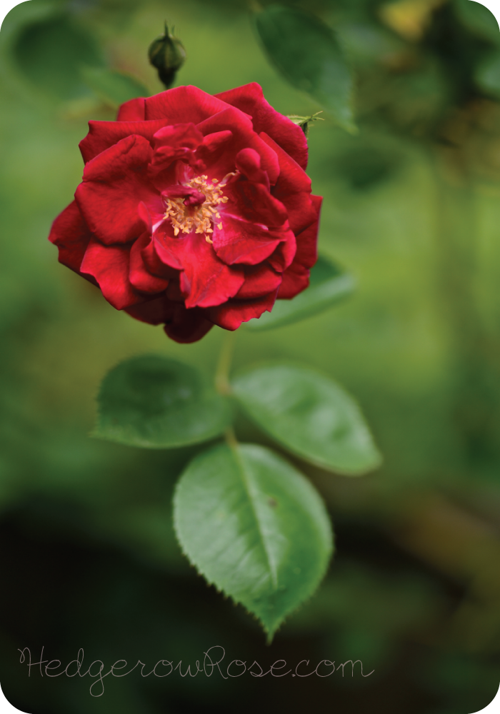 Growing Dr Huey Rose Hedgerow Rose