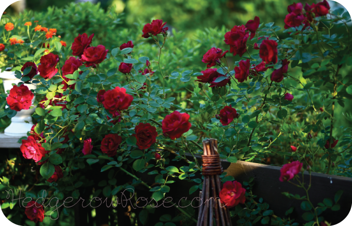 Growing Dr Huey Rose Hedgerow Rose