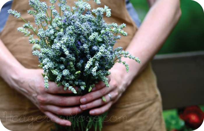 Growing Lavender