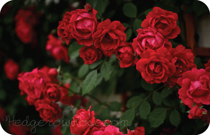 dark red blaze climbing rose