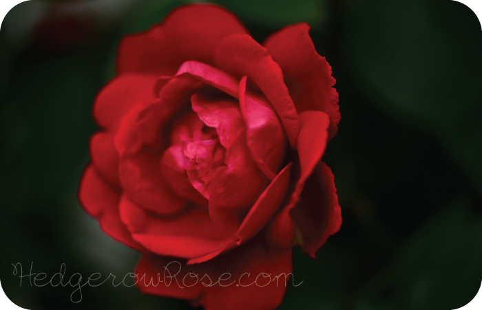 dark red blaze climbing rose