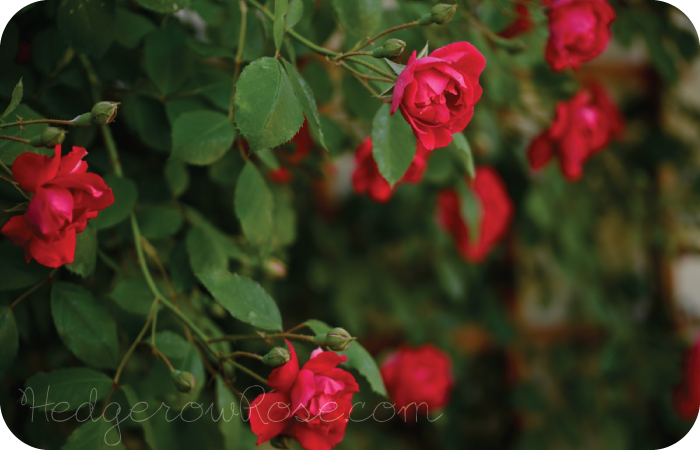 dark red blaze climbing rose